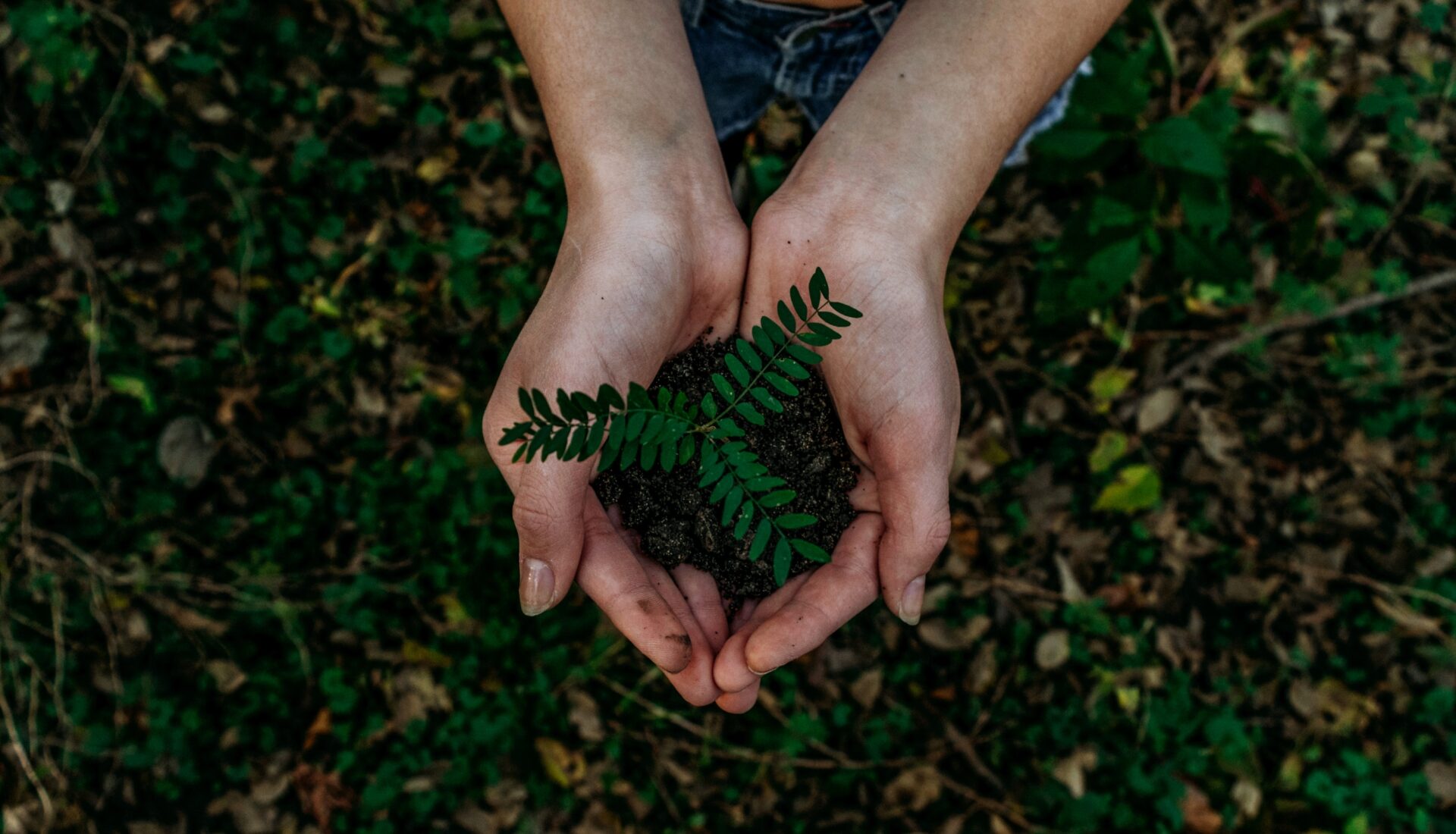 person holing soil and plant in their hands